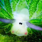 Leaf Sheep সালোকসংশ্লেষণকারী ক্ষুদ্র প্রাণী